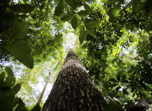 Alertas de desmatamento em 2023 caem pela metade na Amazônia, mas sobem no Cerrado